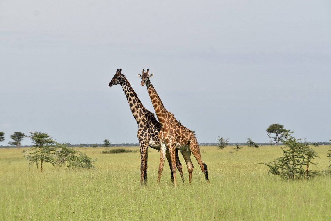 Giraffes on the plains in Tanzania.